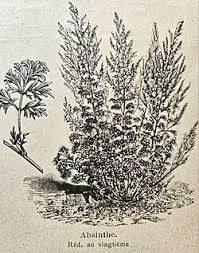 Image result for Artemisia absinthium