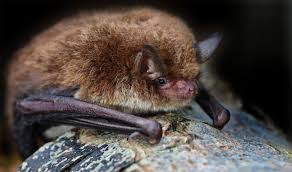Attēlu rezultāti vaicājumam “Myotis daubentonii”