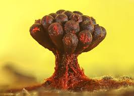 Attēlu rezultāti vaicājumam “Metatrichia sp.”