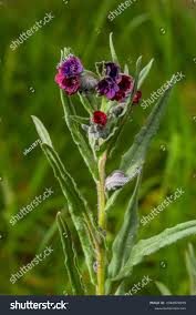 Attēlu rezultāti vaicājumam “Cynoglossum officinale”