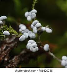 Attēlu rezultāti vaicājumam “Physarum cinereum young”