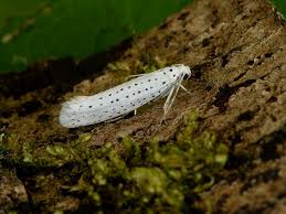 Attēlu rezultāti vaicājumam “Yponomeuta evonymella”