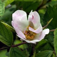 Attēlu rezultāti vaicājumam “Rosa glabrifolia”