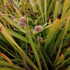 Attēlu rezultāti vaicājumam “Sparganium erectum aggr. leaf”