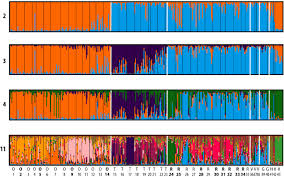 Attēlu rezultāti vaicājumam “Dracocephalum ruyschiana fruit”