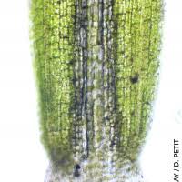 Attēlu rezultāti vaicājumam “Potamogeton trichoides”