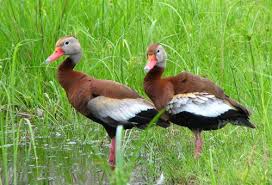 Attēlu rezultāti vaicājumam “Anseriformes”