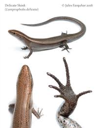 Attēlu rezultāti vaicājumam “Lycogala persicum sessile”