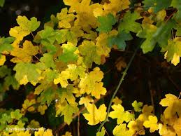 Attēlu rezultāti vaicājumam “Acer campestre flower”