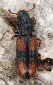 Attēlu rezultāti vaicājumam “Bitoma crenata”