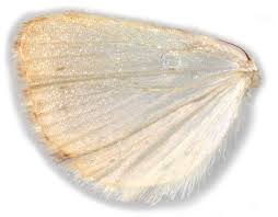 Attēlu rezultāti vaicājumam “Evergestis extimalis”