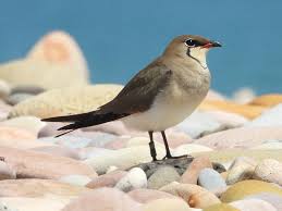 Image result for Glareola pratincola