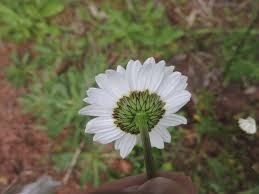 Image result for Chrysanthemum leucanthemum
