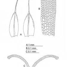 Attēlu rezultāti vaicājumam “Grimmia pulvinata sporophyte”