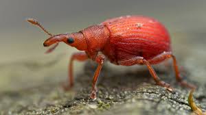 Attēlu rezultāti vaicājumam “Apion sp.”