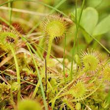 Attēlu rezultāti vaicājumam “Drosera rotundifolia flower”