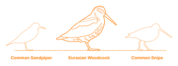 Attēlu rezultāti vaicājumam “Scolopax rusticola eggs”