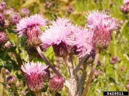 Attēlu rezultāti vaicājumam “Cirsium arvense flower”