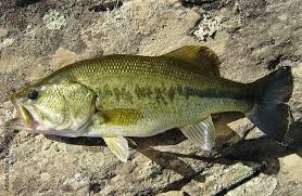 Image result for Micropterus