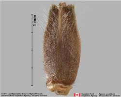 Attēlu rezultāti vaicājumam “Knautia arvensis fruit”