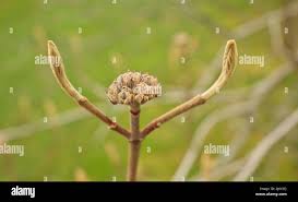 Attēlu rezultāti vaicājumam “Viburnum opulus bud”