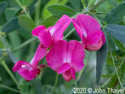 Attēlu rezultāti vaicājumam “Lathyrus tuberosus bud”