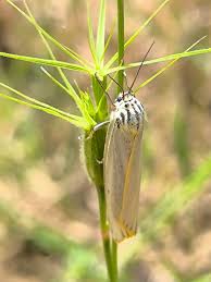 Attēlu rezultāti vaicājumam “Spiris striata”
