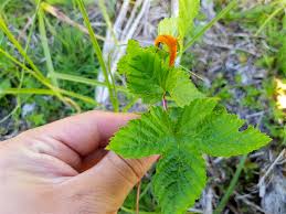 Attēlu rezultāti vaicājumam “Triphragmium ulmariae”