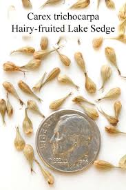 Attēlu rezultāti vaicājumam “Carex chordorrhiza fruit”