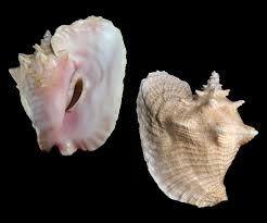 Image result for Aliger gigas