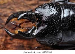 Attēlu rezultāti vaicājumam “Ceruchus chrysomelinus”