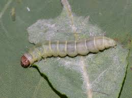 Attēlu rezultāti vaicājumam “Diurnea fagella”