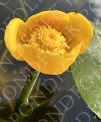 Attēlu rezultāti vaicājumam “Nuphar lutea flower”