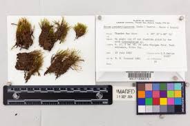 Attēlu rezultāti vaicājumam “Bryum neodamense”