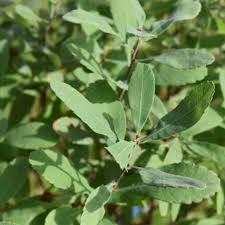 Attēlu rezultāti vaicājumam “Myrica gale leaf”