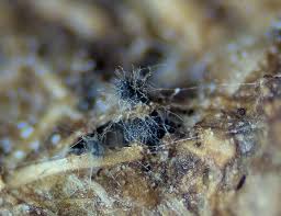 Attēlu rezultāti vaicājumam “Neocudoniella albiceps”