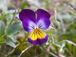 Attēlu rezultāti vaicājumam “Viola tricolor subsp. matutina flower”