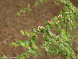 Attēlu rezultāti vaicājumam “Cotoneaster divaricatus”