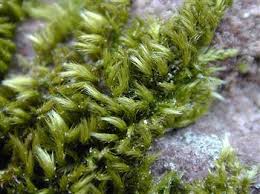 Attēlu rezultāti vaicājumam “Campylophyllum calcareum”