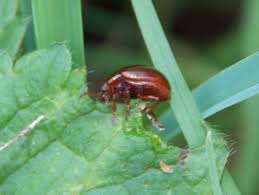 Attēlu rezultāti vaicājumam “Chrysolina staphylaea”
