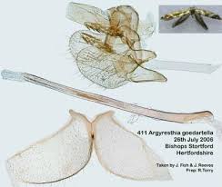 Attēlu rezultāti vaicājumam “Argyresthiidae”