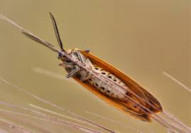 Attēlu rezultāti vaicājumam “Spiris striata”