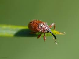 Attēlu rezultāti vaicājumam “Anthonomus phyllocola”