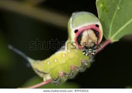 Attēlu rezultāti vaicājumam “Licea pusilla macro”