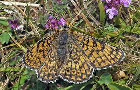 Attēlu rezultāti vaicājumam “Melitaea cinxia upperside”