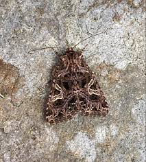 Attēlu rezultāti vaicājumam “Hadena rivularis”