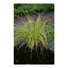 Attēlu rezultāti vaicājumam “Carex elata”