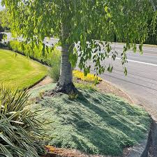 Attēlu rezultāti vaicājumam “Lycogala persicum sessile”