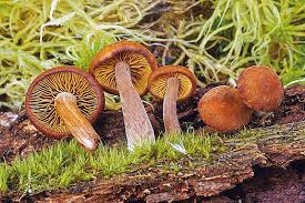 Attēlu rezultāti vaicājumam “Gymnopilus picreus”
