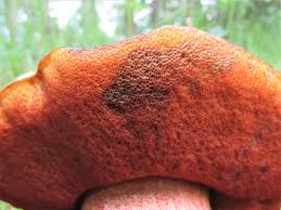 Attēlu rezultāti vaicājumam “Scardia boletella exuvia”